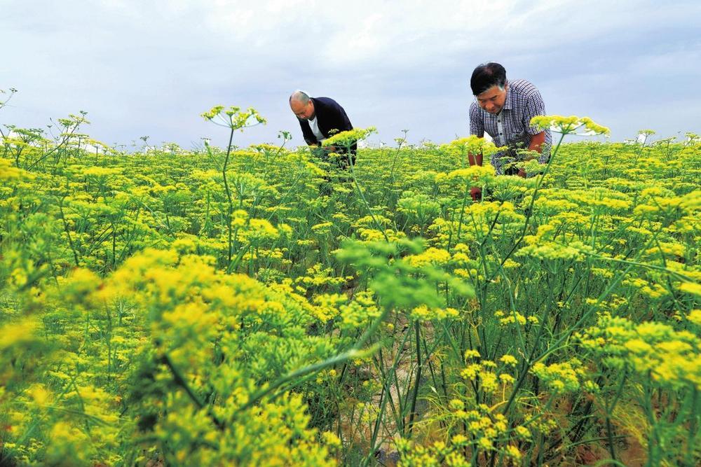 7月26日，张掖市甘州区花寨乡余家城村2000多亩茴香种植基地里，种植户正冒着酷暑进行除草、浇水和花期管护，确保茴香结籽饱满。王将 李自海 张玲 摄