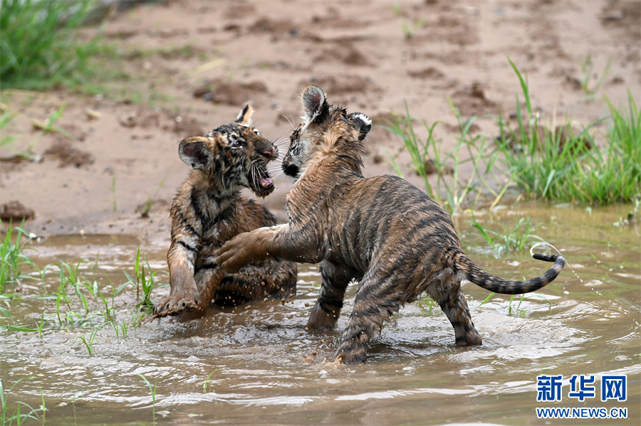 7月30日，河南省沁阳市和生森林动物乐园，两只东北虎幼崽在追逐嬉戏。