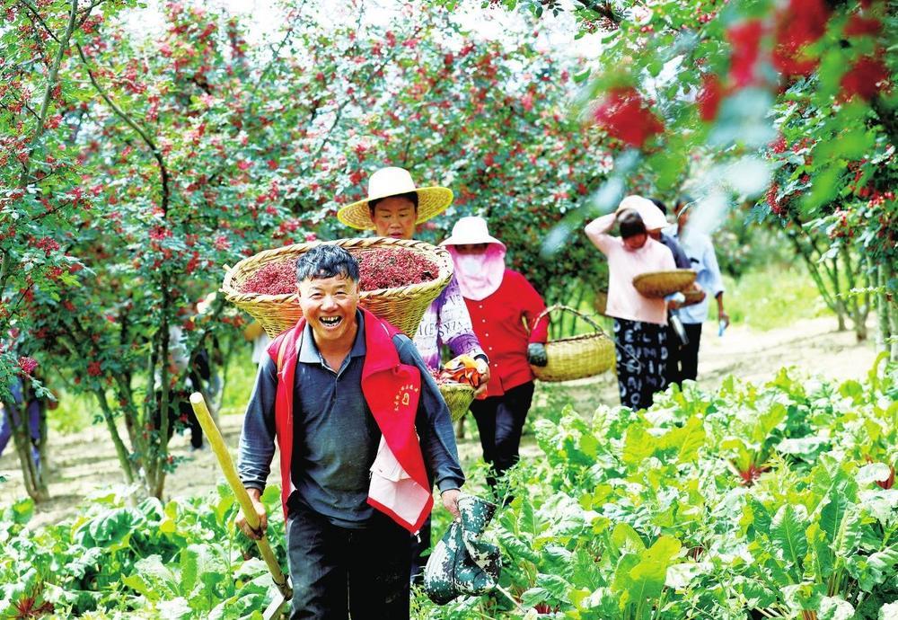 7月，文县21万亩花椒喜获丰收。据了解，目前文县有适宜发展花椒土地40万亩，已发展种植37万亩，丰果面积21万亩，涉及16个乡镇252个行政村，扶持发展花椒专业合作社40家、生产加工企业2家，惠及群众近8万人。刘玉玺 摄