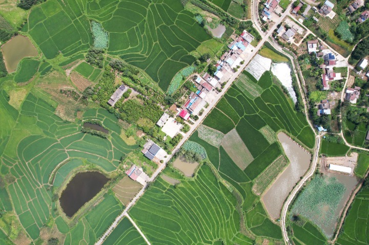 “农”墨重彩绘“丰”景——天门市上半年农业农村工作综述