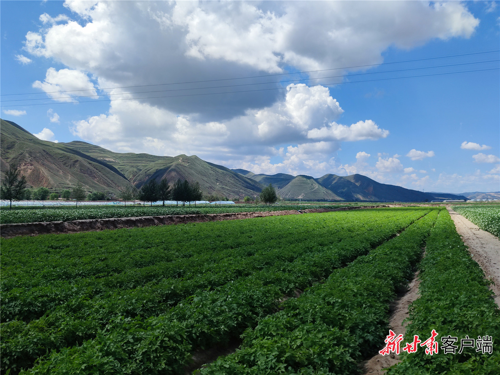 马铃薯种植基地绿意盎然
