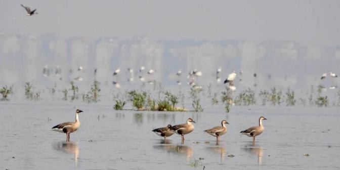江西鄱阳湖南矶湿地保护区7月记录鸟类41574羽次凤凰网江西_凤凰网