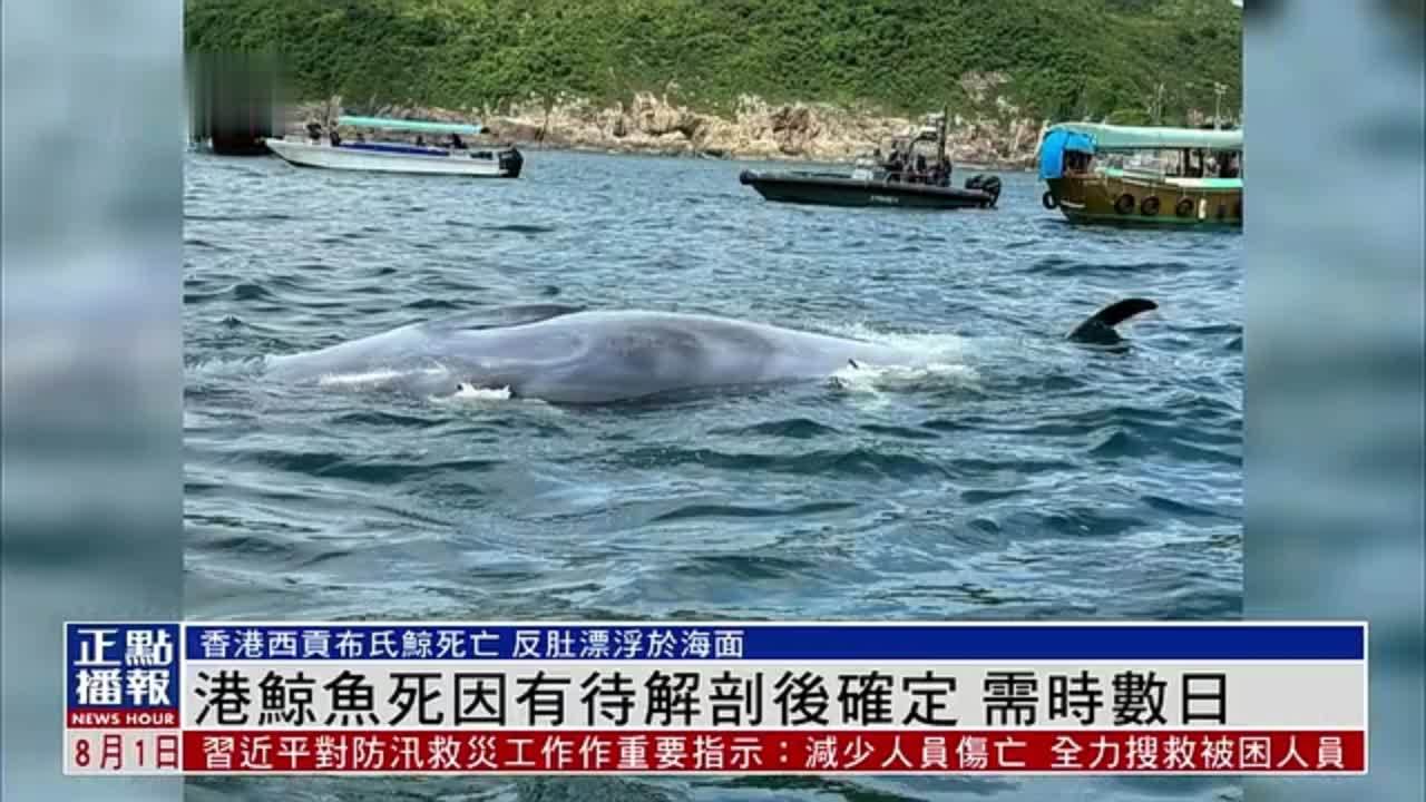 香港鲸鱼死因有待解剖后确定需时数日