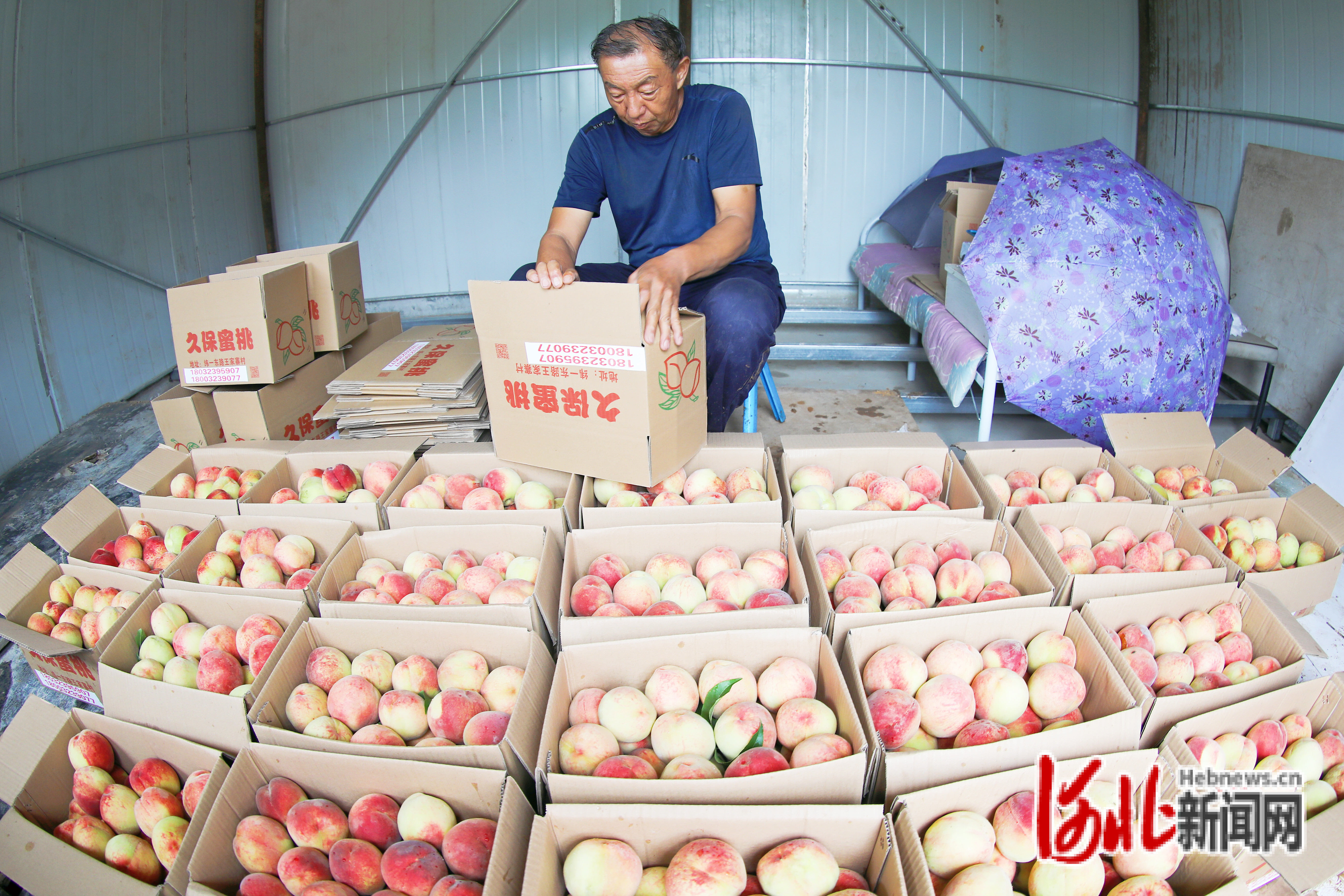 河北省张家口市桥东区姚家庄镇王家寨村村民在包装久保桃。