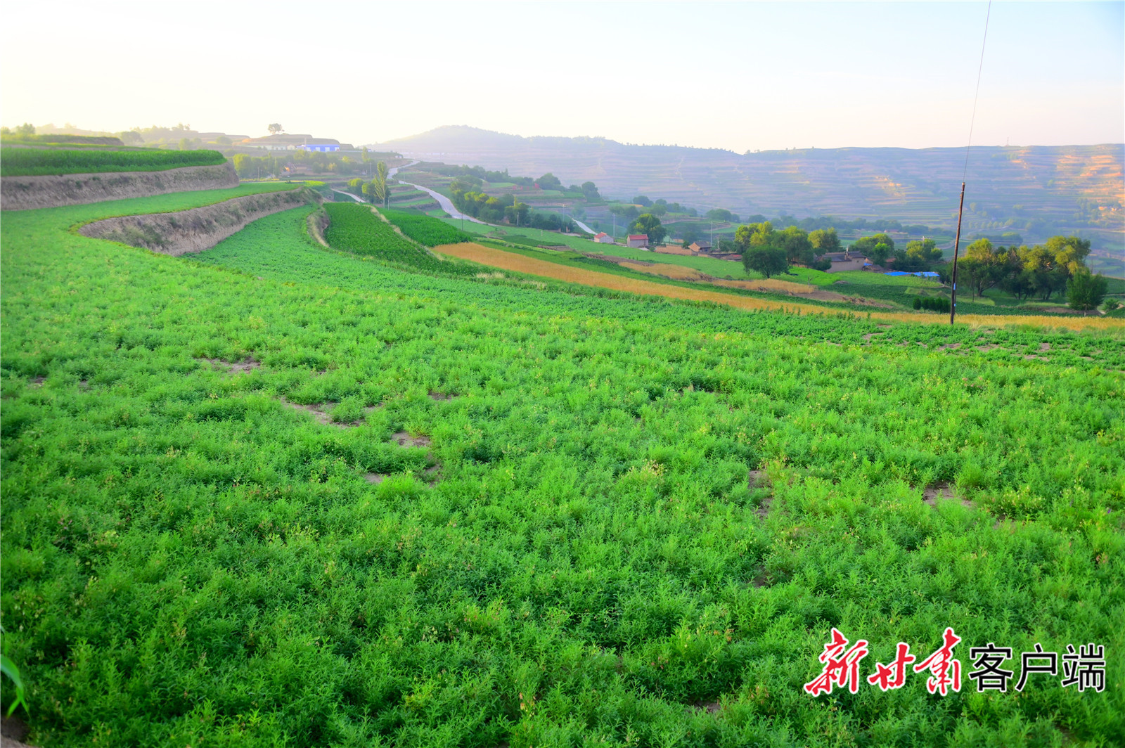 陇西县福星镇庞家岔村中药材标准化种植基地
