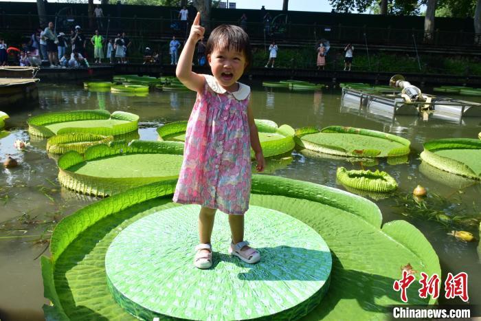 图为小朋友站在王莲上。 马芙蓉 摄
