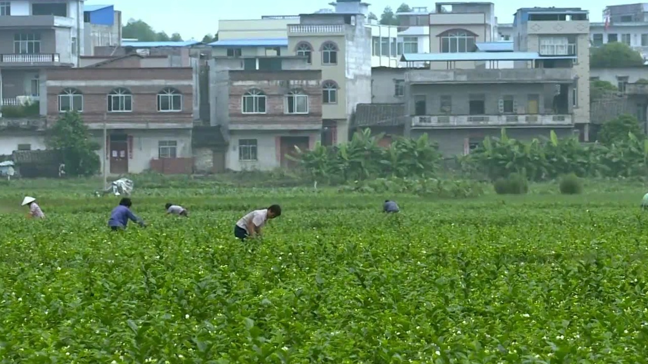 茉莉花飘香，花农采茶忙，横县是中国最大的茉莉花种植地