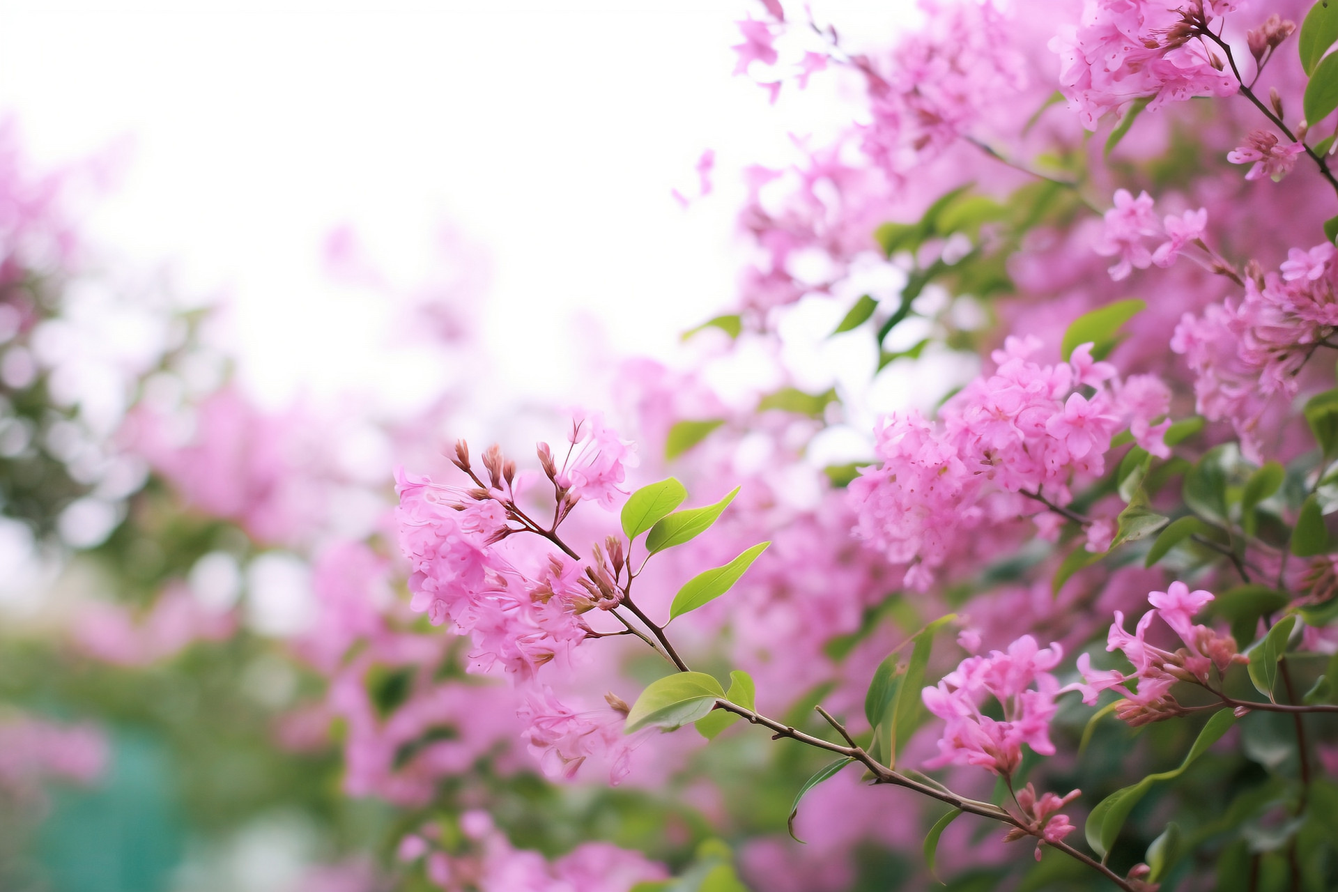 水秀山青微风徐徐 崂山600年紫薇开花演绎夏日浪漫