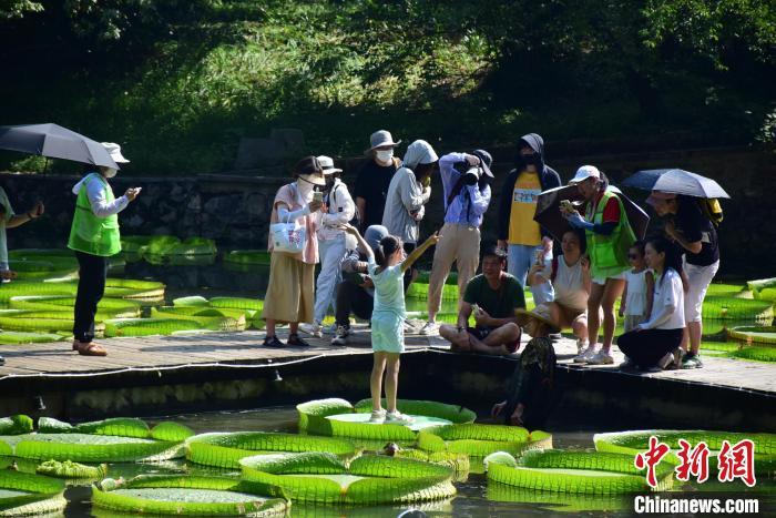 图为小朋友体验坐王莲。 马芙蓉 摄