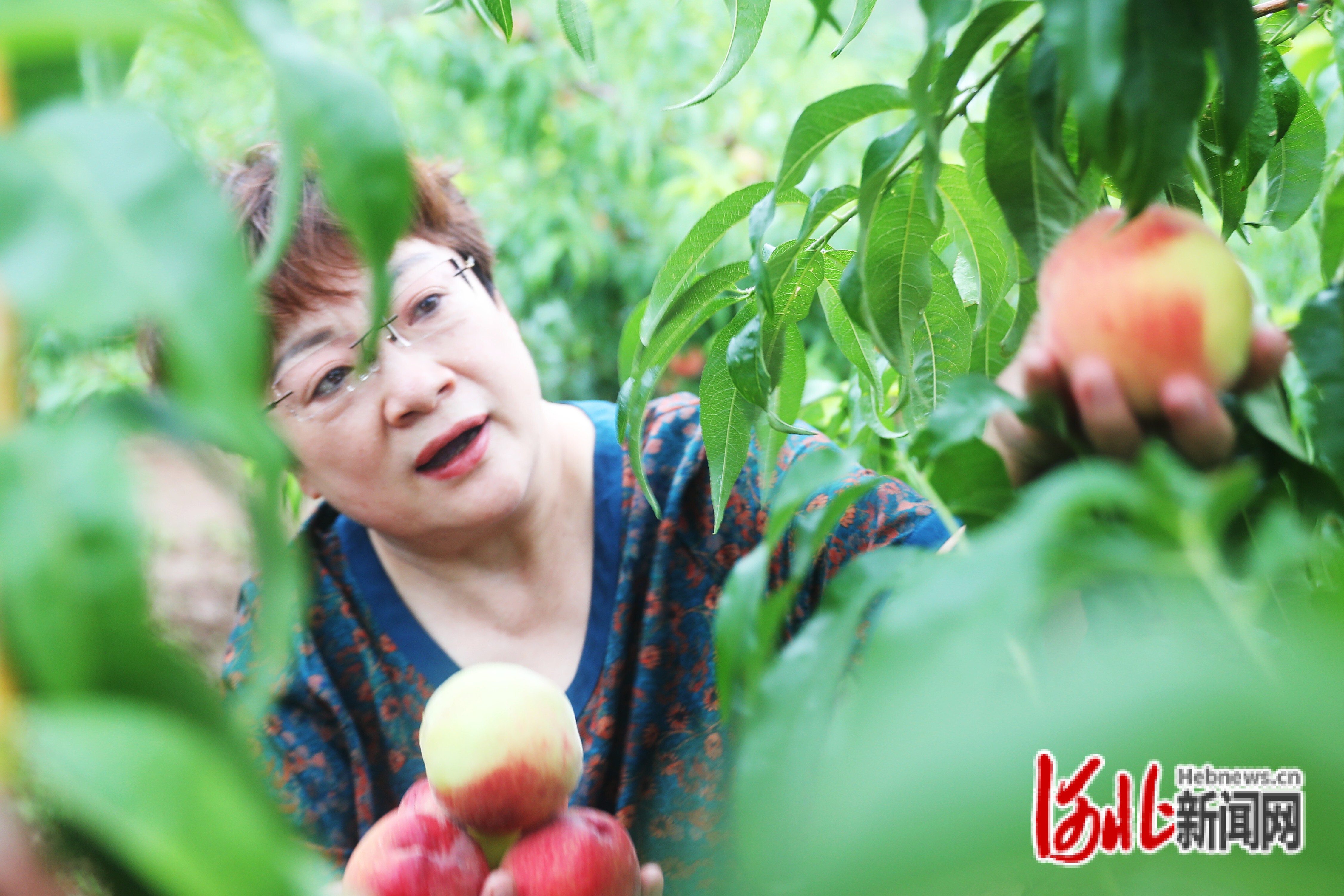 市民在河北省张家口市桥东区姚家庄镇王家寨村老范家桃园采摘久保桃。