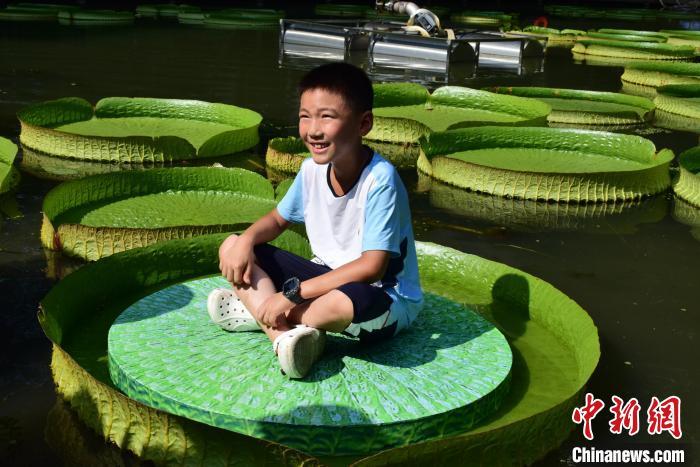 图为小朋友坐王莲。 马芙蓉 摄