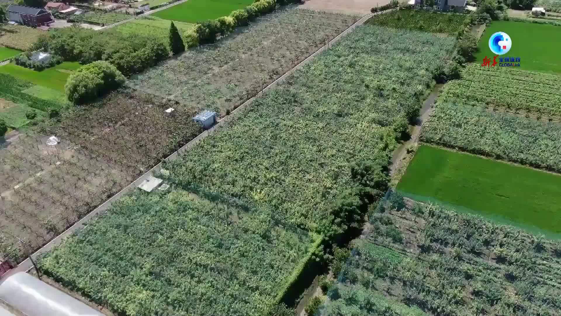 全球连线｜寻味二十四节气：立秋