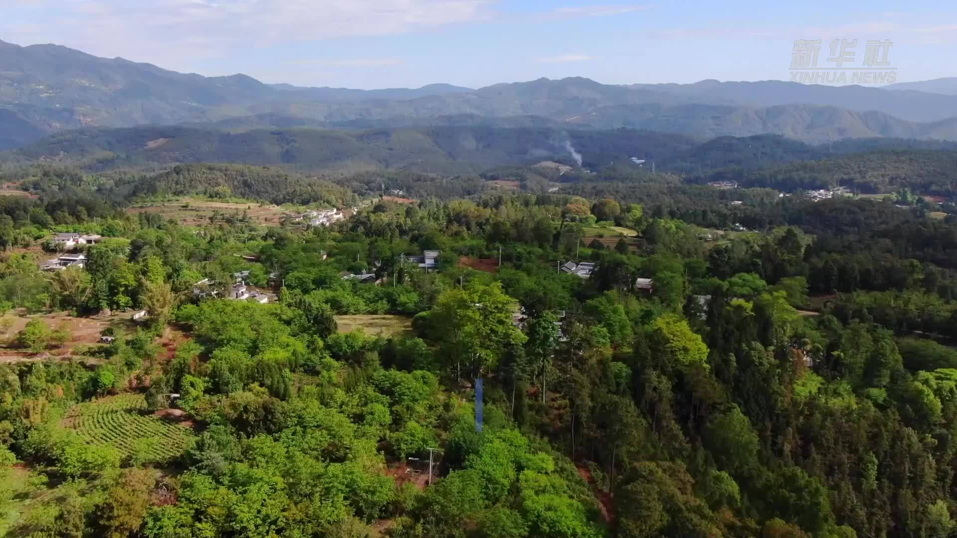 十种野生菌 一桌云南味