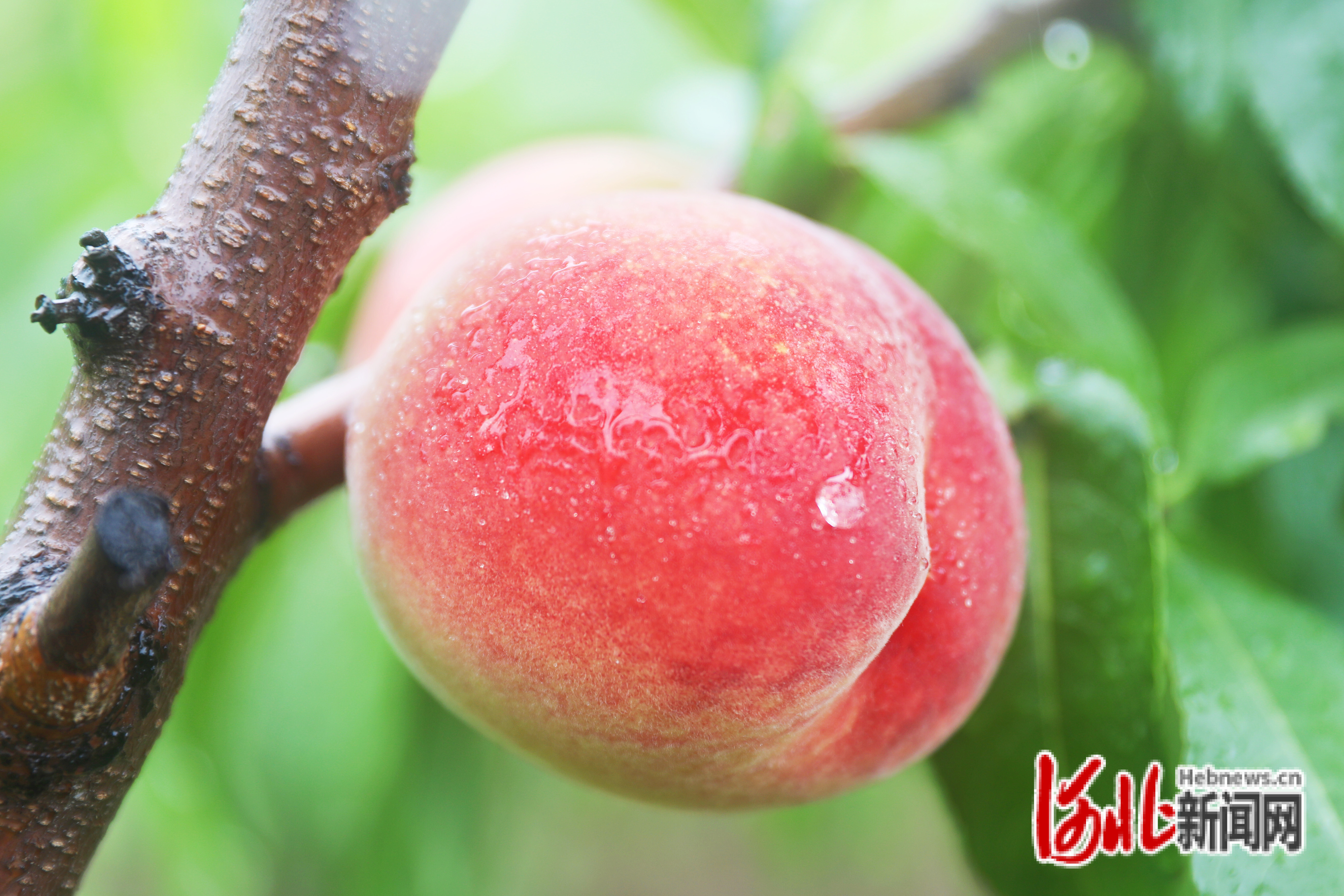 在河北省张家口市桥东区姚家庄镇王家寨村老范家桃园拍摄的久保桃。