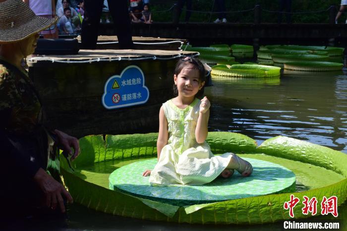 图为小朋友坐王莲。 马芙蓉 摄