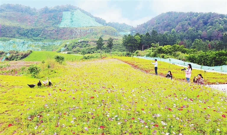 鹄山镇昔日废弃矿山如今花开正艳