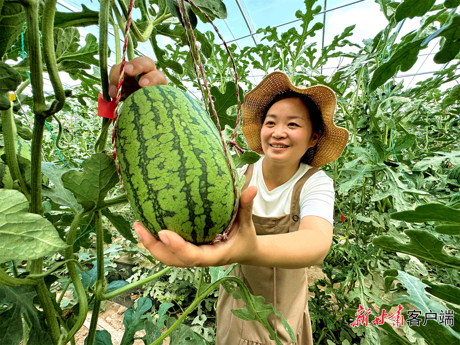大柳西瓜助力群众致富增收 新甘肃&middot;甘肃日报记者 金奉乾 摄
