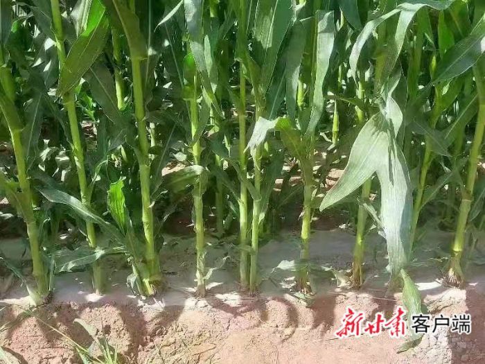 本文图片摄影:新甘肃·甘肃日报通讯员 陈霞