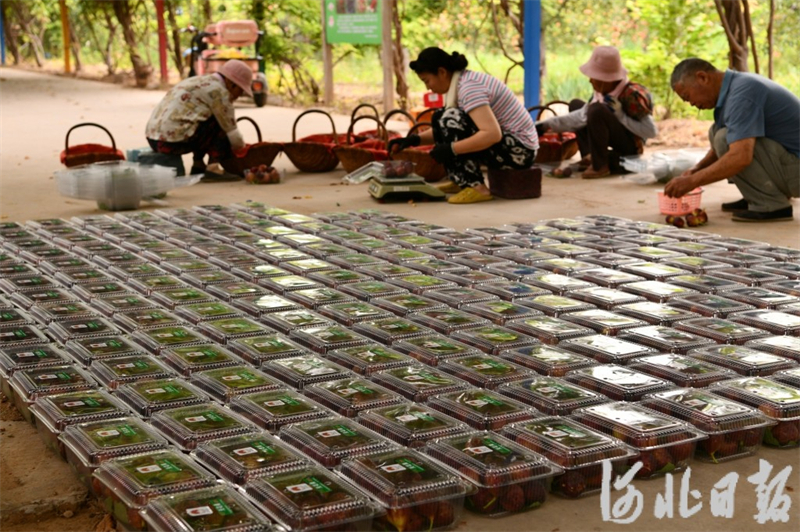 8月11日，石家庄市栾城区的果农将无花果装盒，准备市场销售。