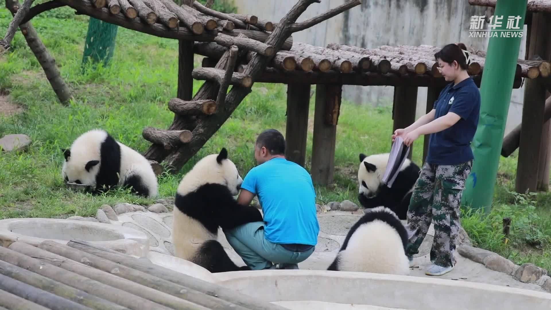 快看秦岭大熊猫与饲养员的亲密互动