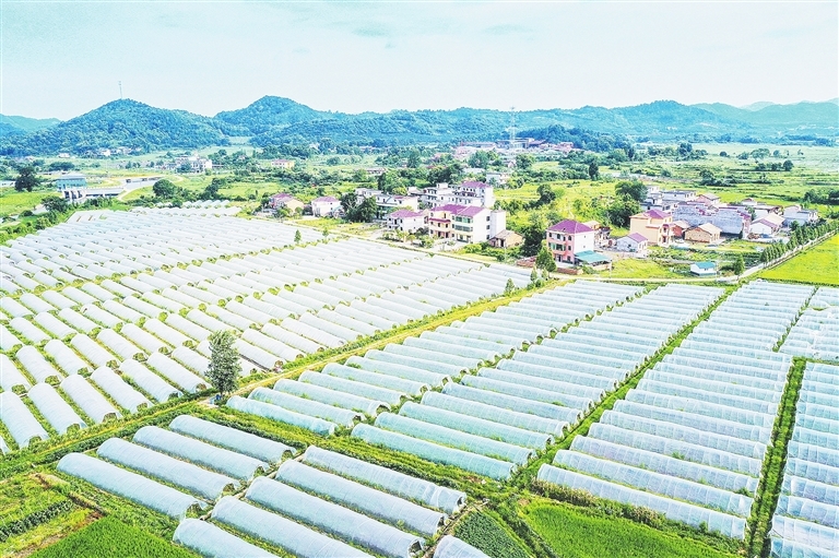 界水乡联盟村有机蔬菜基地
