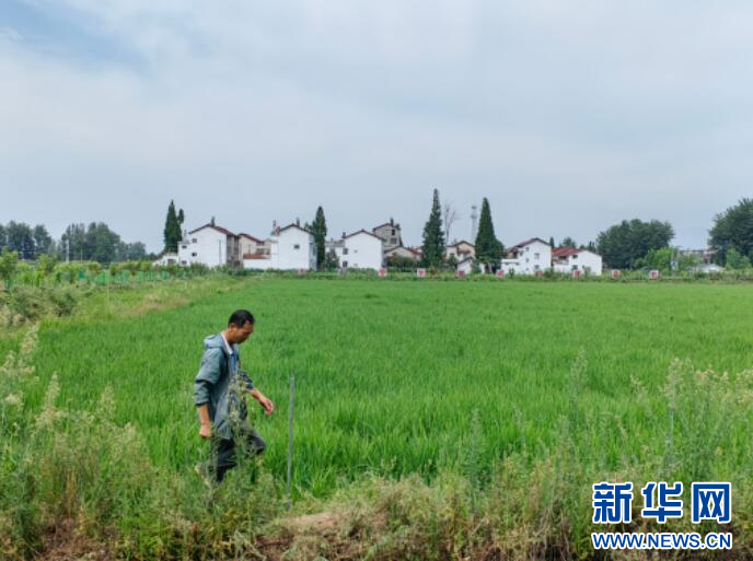 漢中市城固縣龍頭鎮(zhèn)的稻田種植基地。新華社記者 張斌 攝