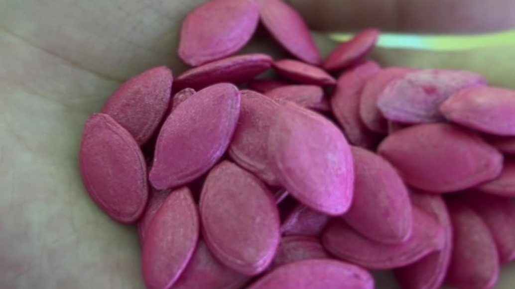 肃州解锁“芯”秘诀 一粒好种原来是这样诞生的