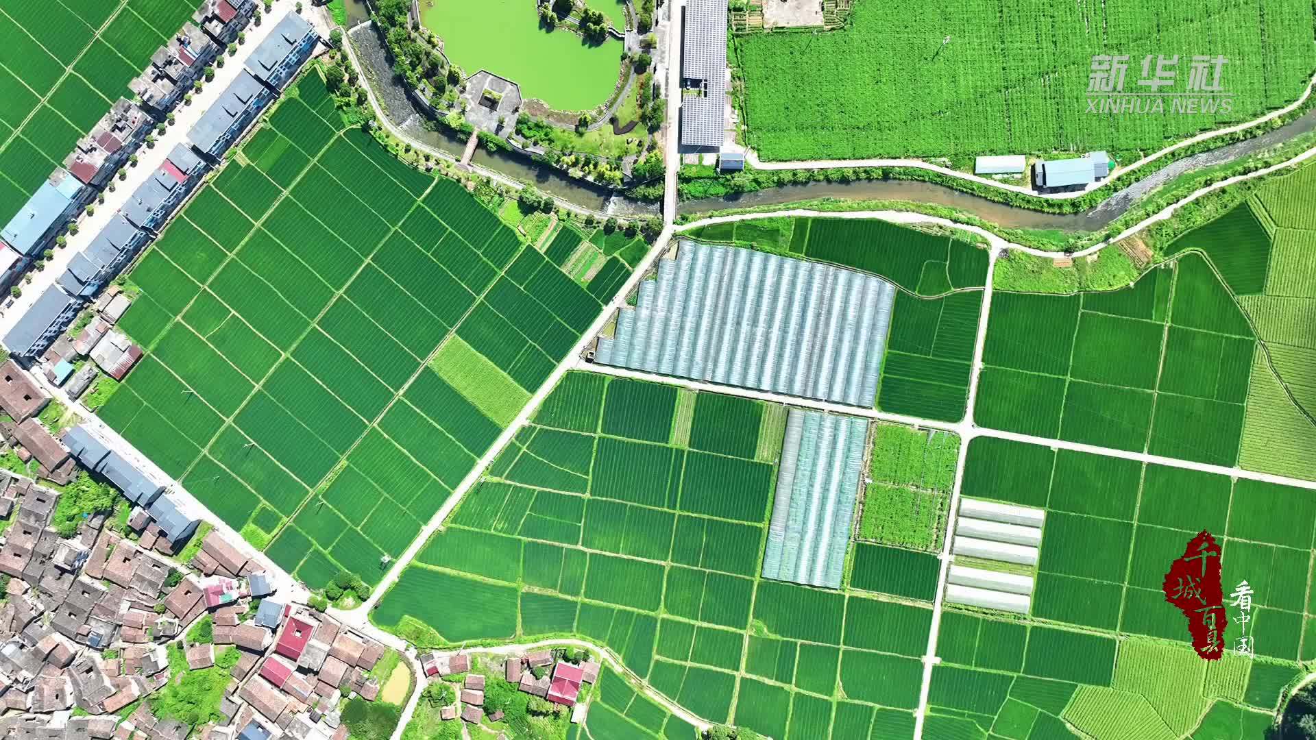 千城百县看中国｜福建邵武：黄金百香果香飘满园