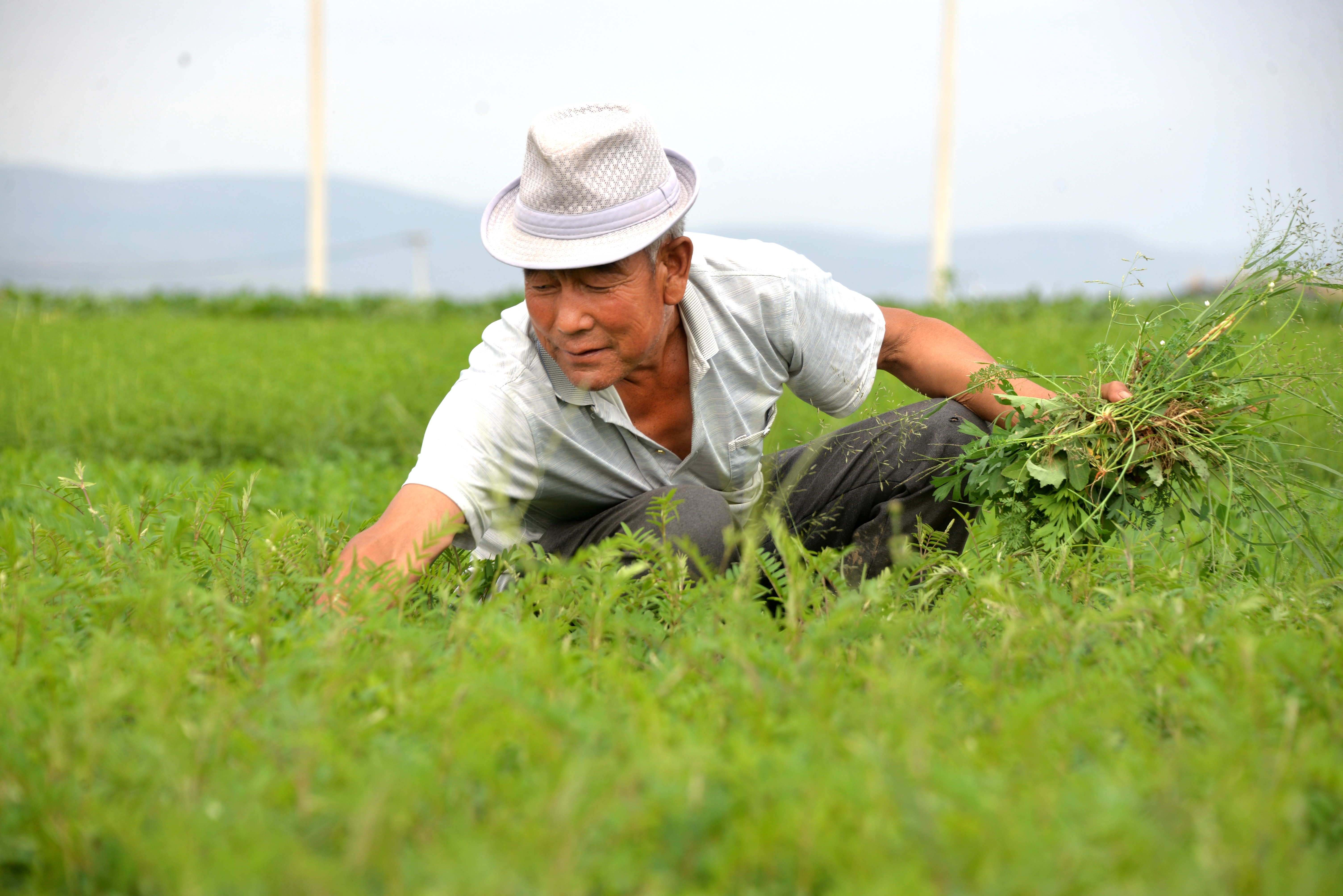 陇西县首阳镇三十铺村药农在田间除草 陇西县委宣传部供图