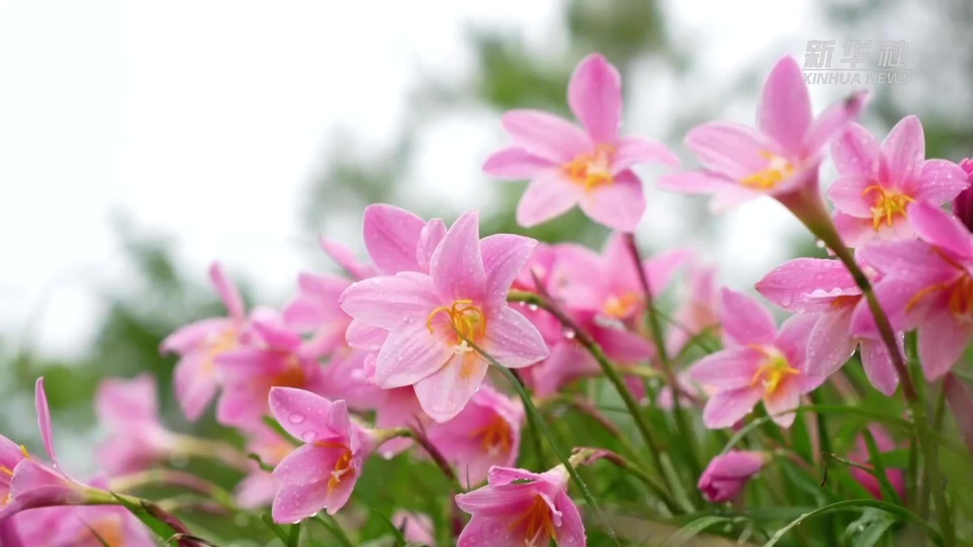 千城胜景｜云南施甸：水仙花开颜如玉  满眼繁花染夏日