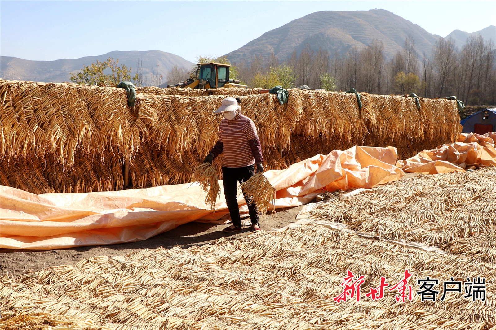 霜降过后，岷县中寨镇中寨村农民抢抓晴好天气晾晒党参。新甘肃&middot;甘肃日报通讯员 郎佐民 摄.jpg
