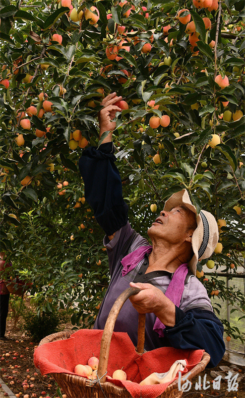 8月11日，果农在石家庄市栾城区大营村锦绣庄园采收鸡心果。