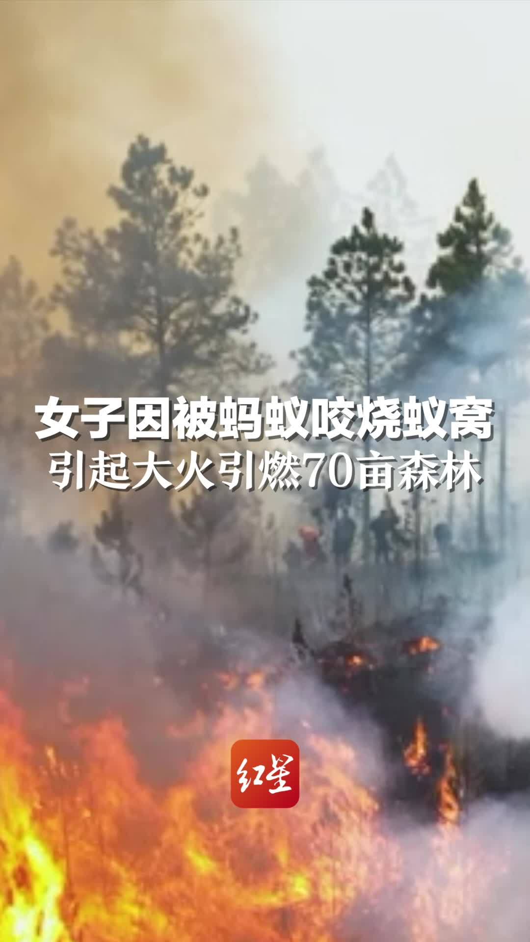 女子因被蚂蚁咬烧蚁窝，引起大火引燃70亩森林