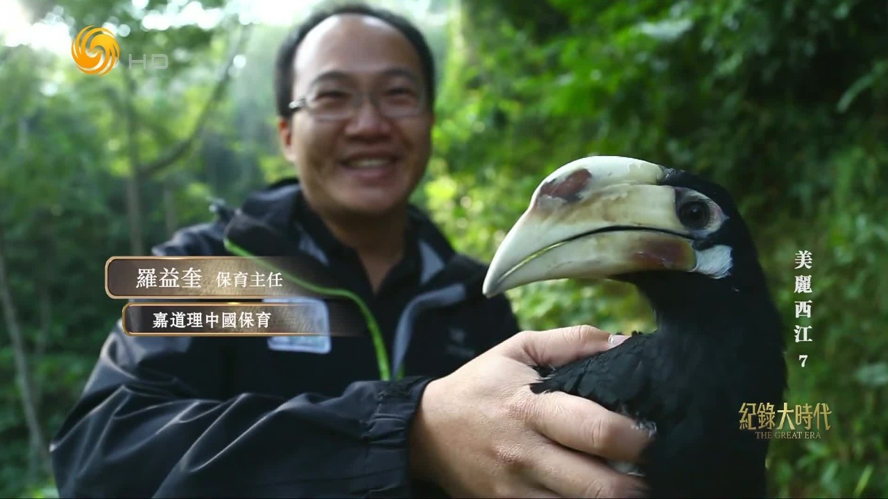 冠斑犀鸟，唯一有眼睫毛的鸟类，中国科研团队首次全程记录了它的繁殖过程