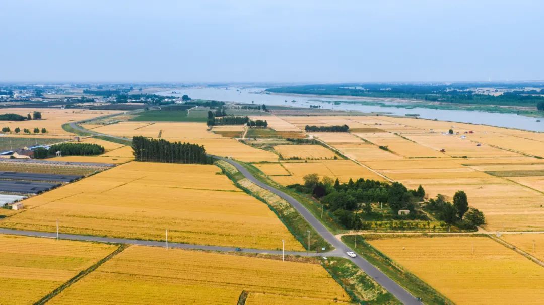 肥城市汶阳镇：小田并大田 提质促增收 激活乡村振兴“新引擎”