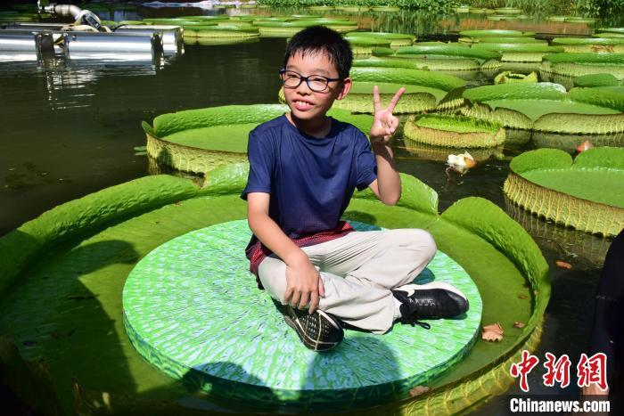 图为小朋友坐王莲。 马芙蓉 摄