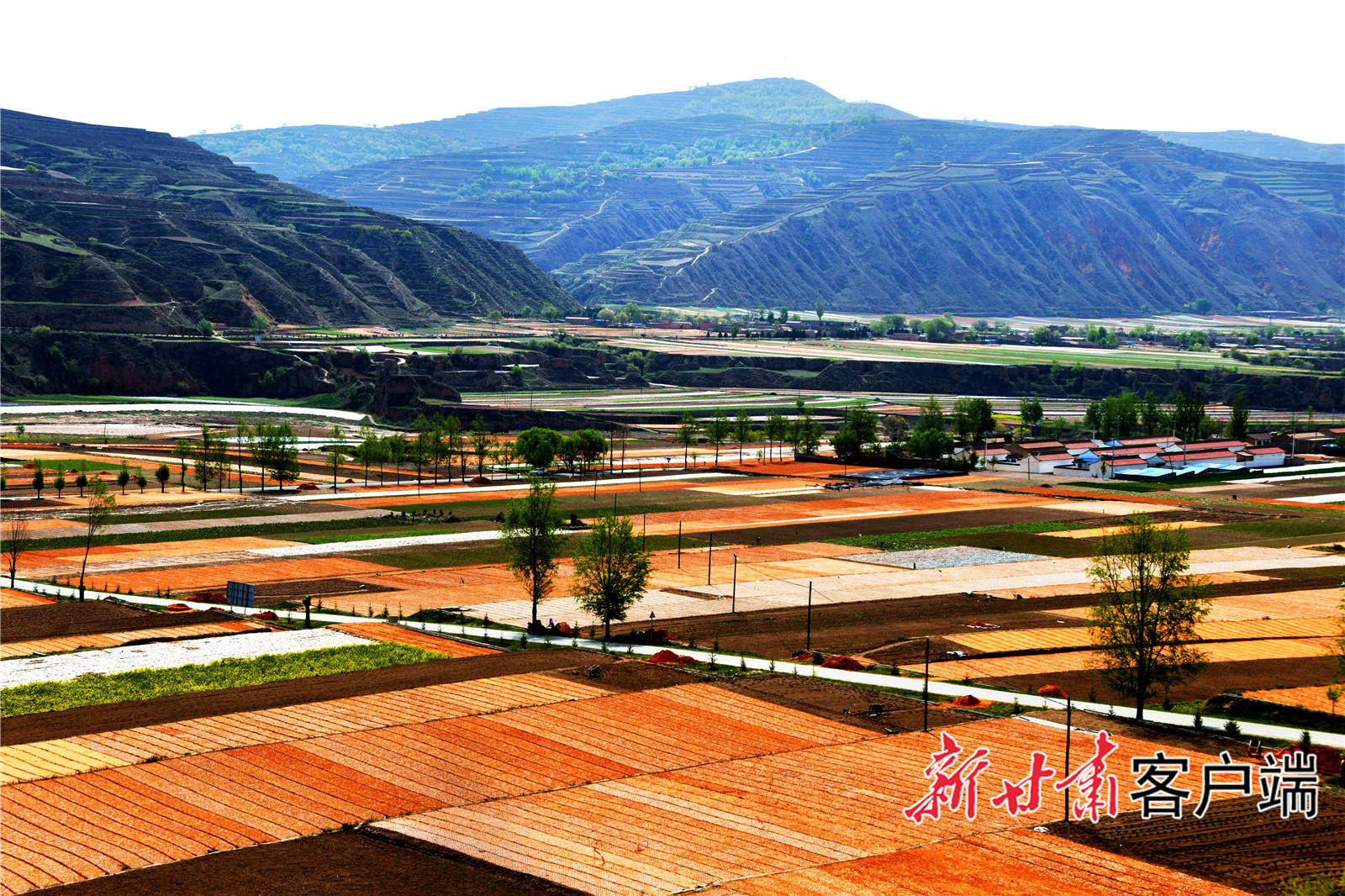 双泉镇中药材种苗繁育基地 (2).jpg