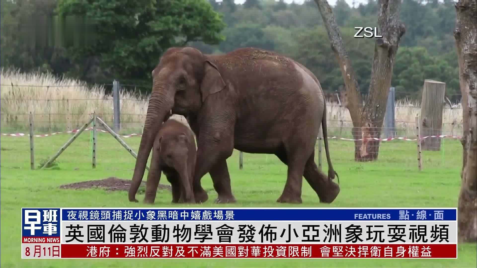 英国伦敦动物学会发布小亚洲象玩耍视频