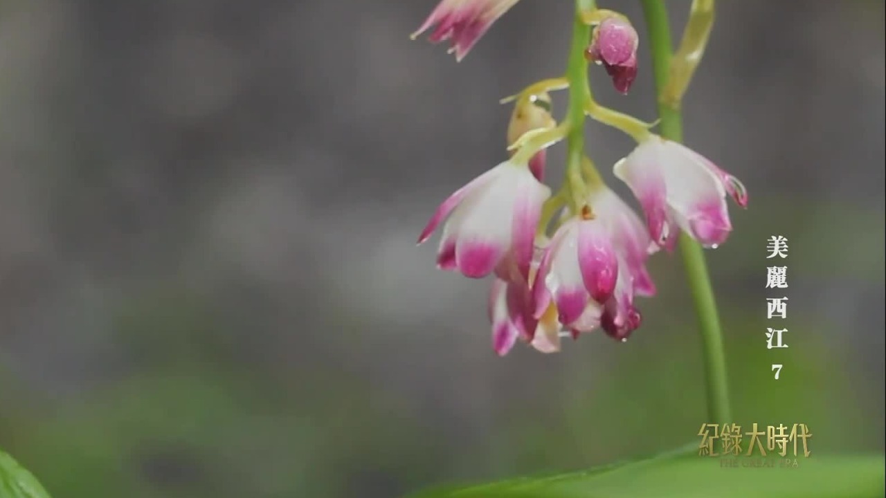 专家团队找到珍贵的野生贵州地宝兰,人工授粉成为繁育的关键_凤凰网