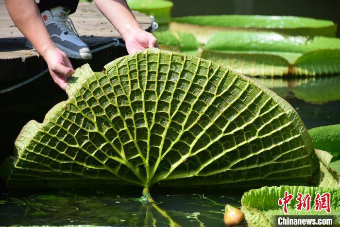 图为王莲承重力强得益于其发达的通气组织和独特的叶脉结构。 马芙蓉 摄