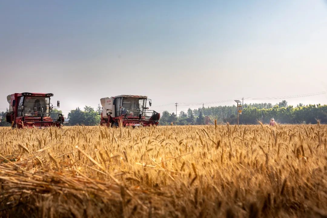 肥城市汶阳镇：小田并大田 提质促增收 激活乡村振兴“新引擎”