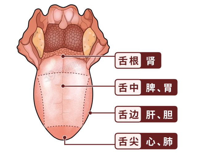 此外,在中医里,舌头的不同部位与人体的不同内脏器官都有关联,比如