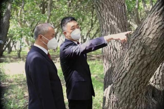 数十株百年古树如何得到保护?吉林德惠检察这样守护绿色“活化石”凤凰网长春_凤凰网