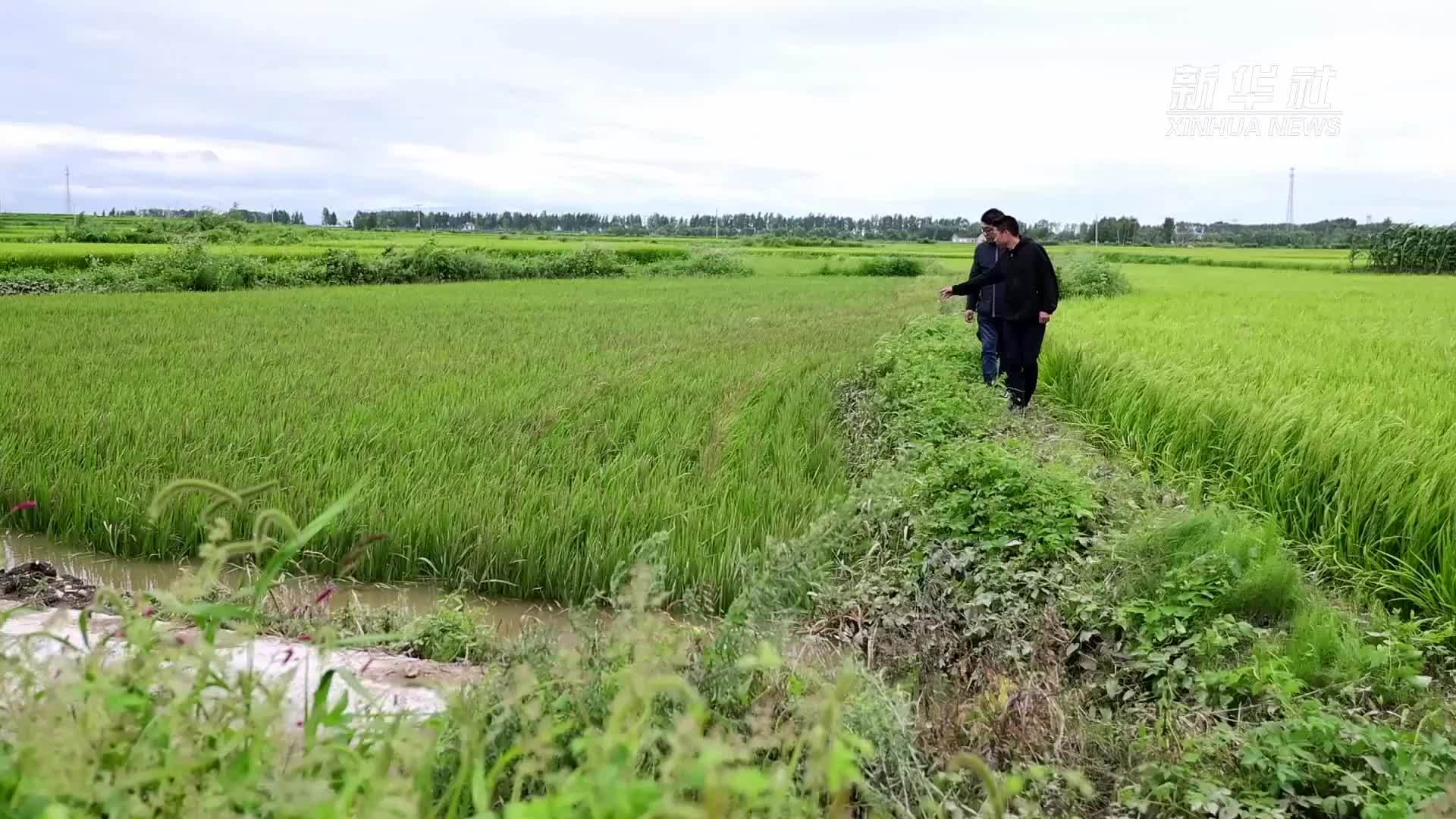 洪涝灾后，水稻生产该如何自救？