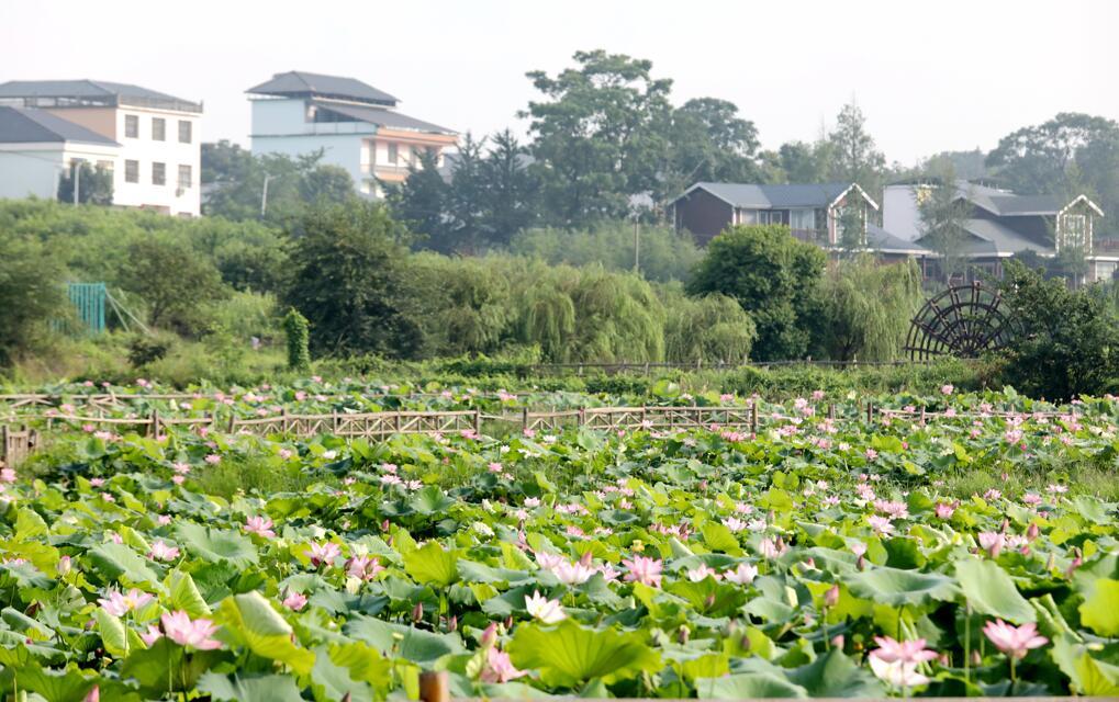 九江彭泽县盛夏荷花别样美