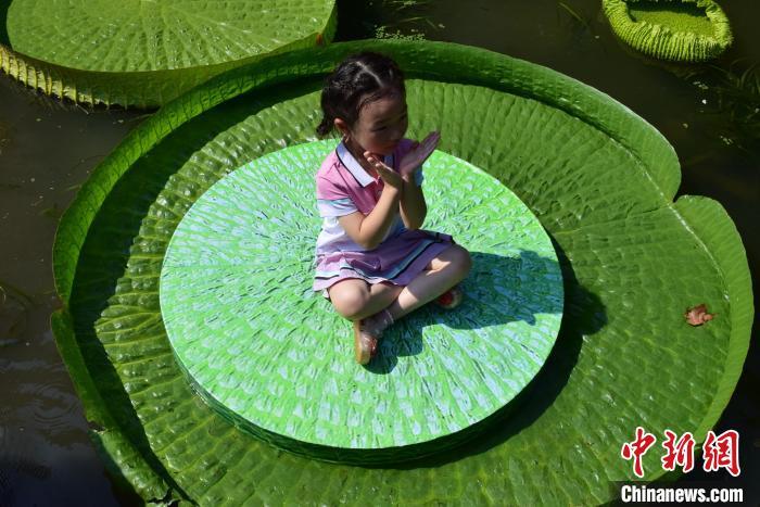 图为小朋友体验坐王莲。 马芙蓉 摄