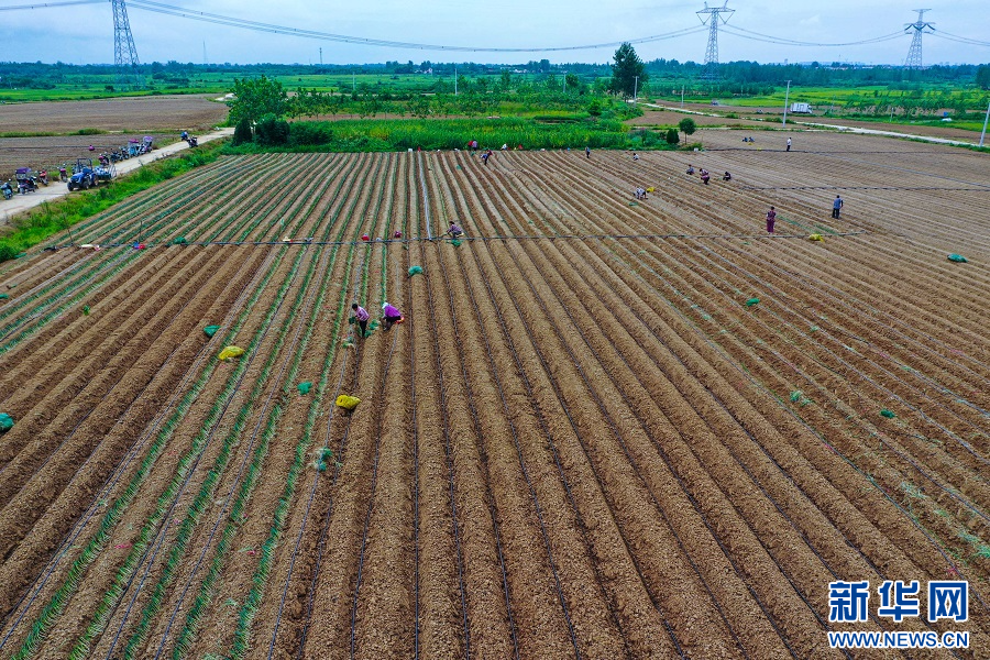 8月13日，河南省信阳市光山县十里镇某种植基地里，农民正在移栽铁杆大葱。（无人机照片）