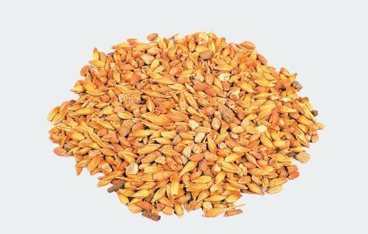 悬泉置遗址出土谷物