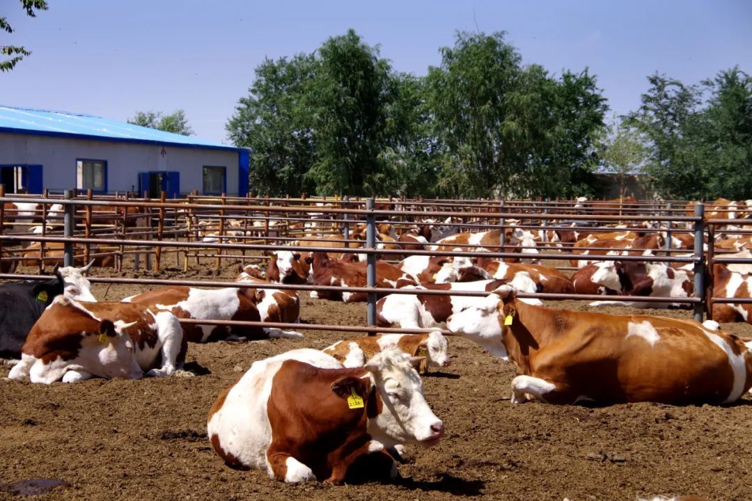 图为正在培育的“张掖肉牛”新品种