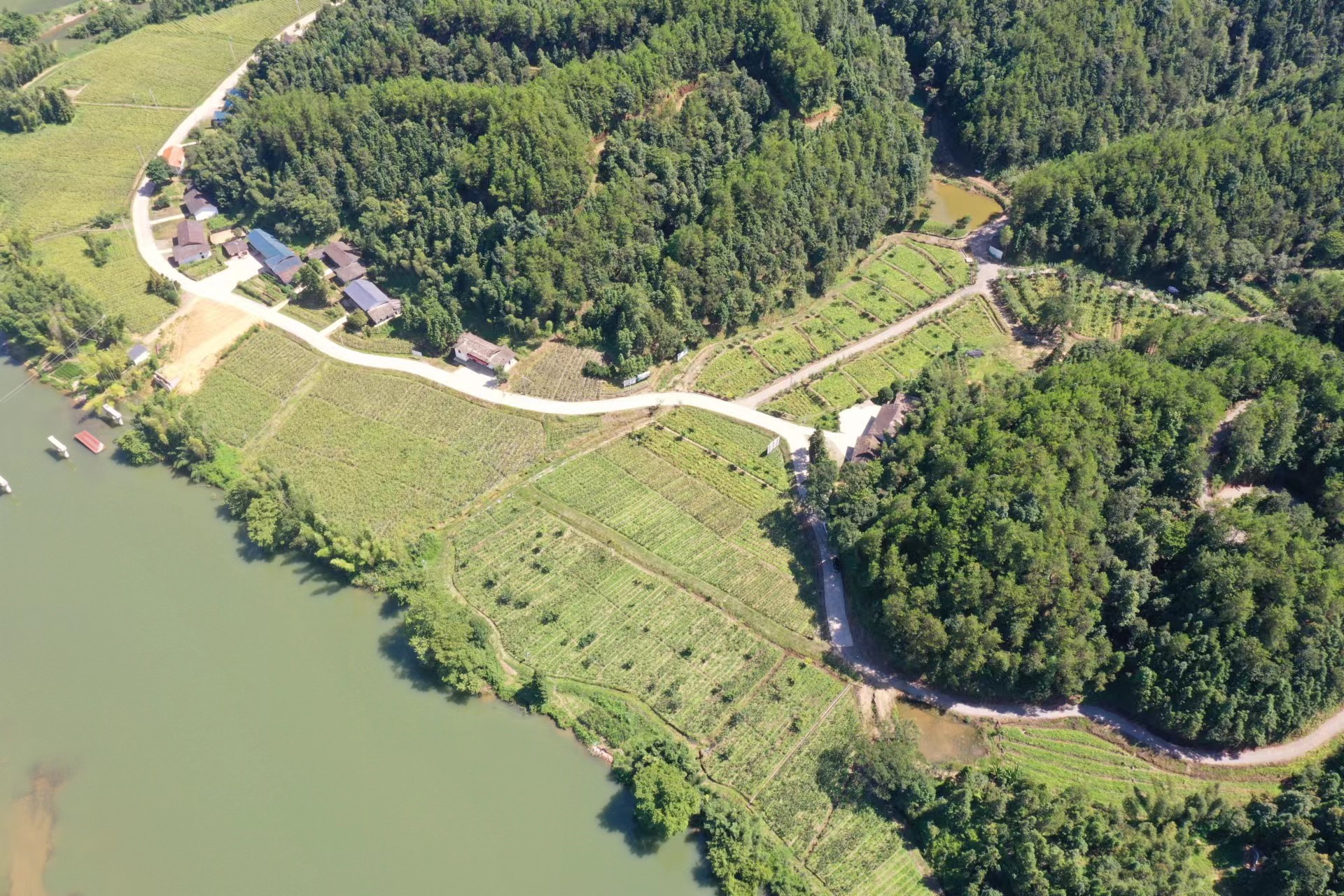 “精”益求“金” 江西铜鼓县打造百亿黄精产业